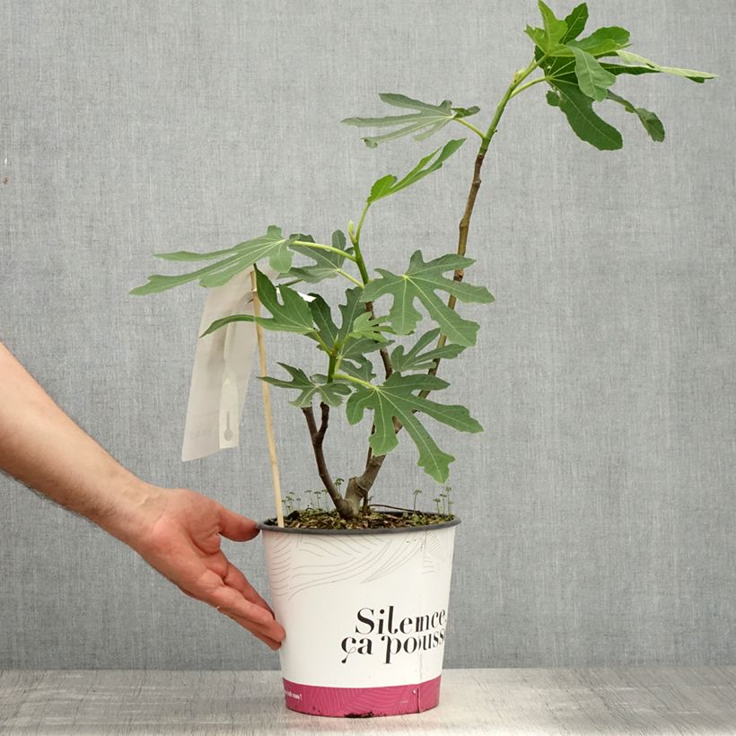 Spécimen de Figuier Bornholm's Diamant - Ficus carica - Pot de 4L/5L - 1009 tel que livré au printemps