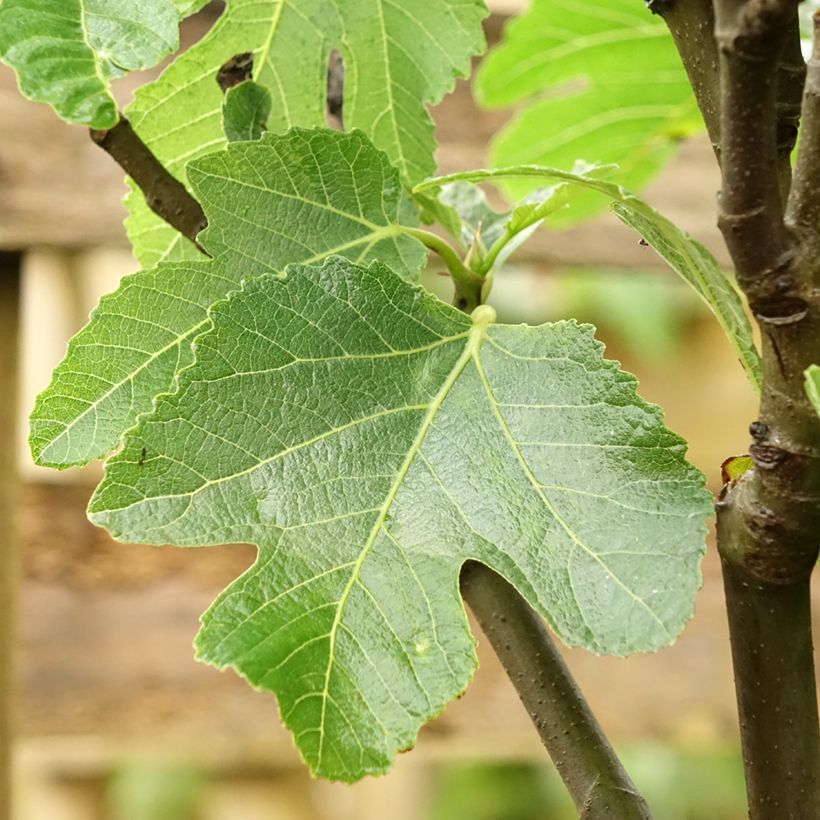 Figuier - Ficus carica De Marseille (Feuillage)