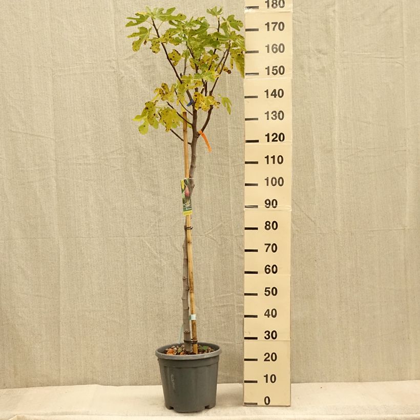 Spécimen de Figuier - Ficus carica Grise De Tarascon Demi-tige en pot de 12L/15L tel que livré en automne