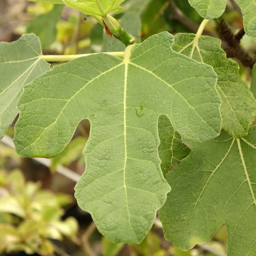 Figuier - Ficus carica Grise De Tarascon (Feuillage)