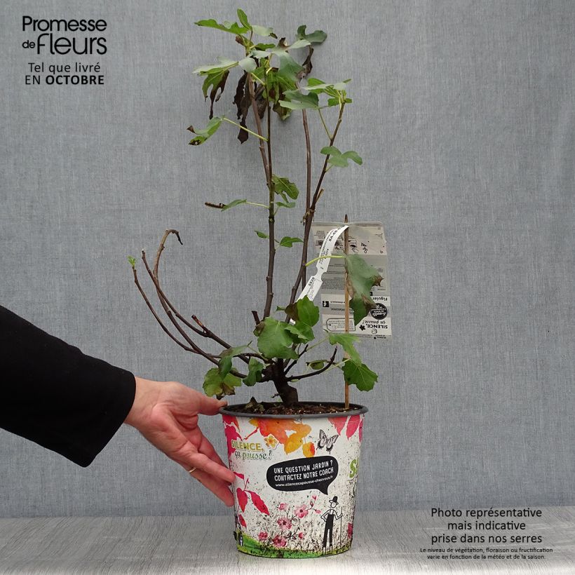 Spécimen de Figuier - Ficus carica Osborn's Prolific en pot de 4l/5l tel que livré en automne