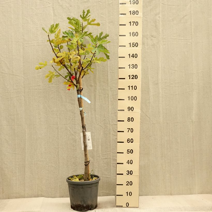 Spécimen de Figuier - Ficus carica Ronde De Bordeaux Demi-tige en pot de 18l/20l tel que livré en automne