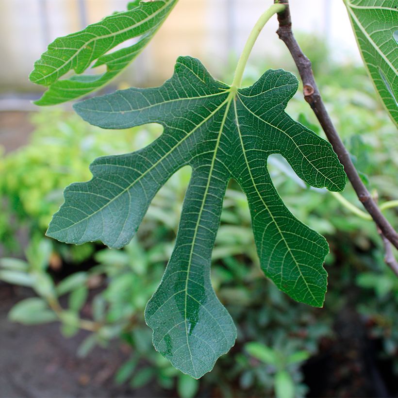 Figuier Marseillaise - Ficus carica    (Feuillage)