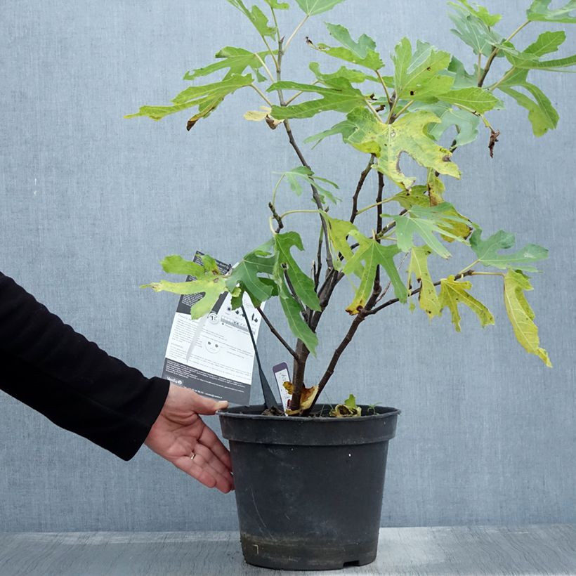 Spécimen de Figuier nain Figality en pot de 7.5L - Ficus carica tel que livré en automne