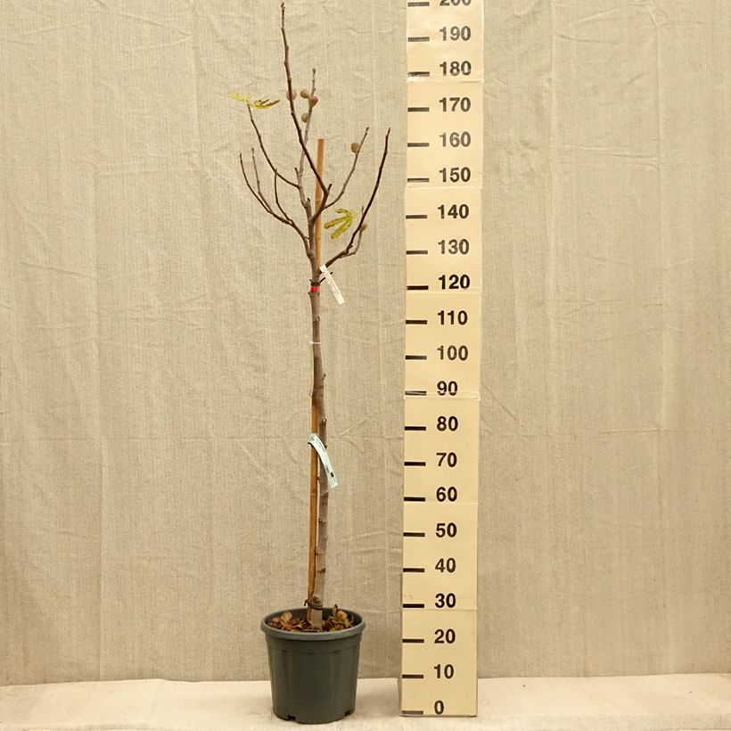 Spécimen de Figuier précoce de Dalmatie - Ficus carica en pot de 12L/15L Demi-tige tel que livré en automne