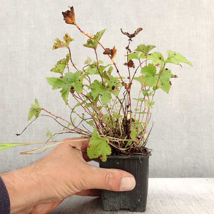 Spécimen de Filipendula Kahome, Reine des Près Godet de 8 cm tel que livré en automne