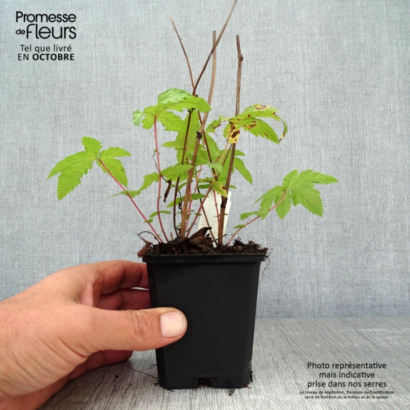 Spécimen de Filipendula palmata Nana - Filipendule palmée Godet de 9cm tel que livré en automne