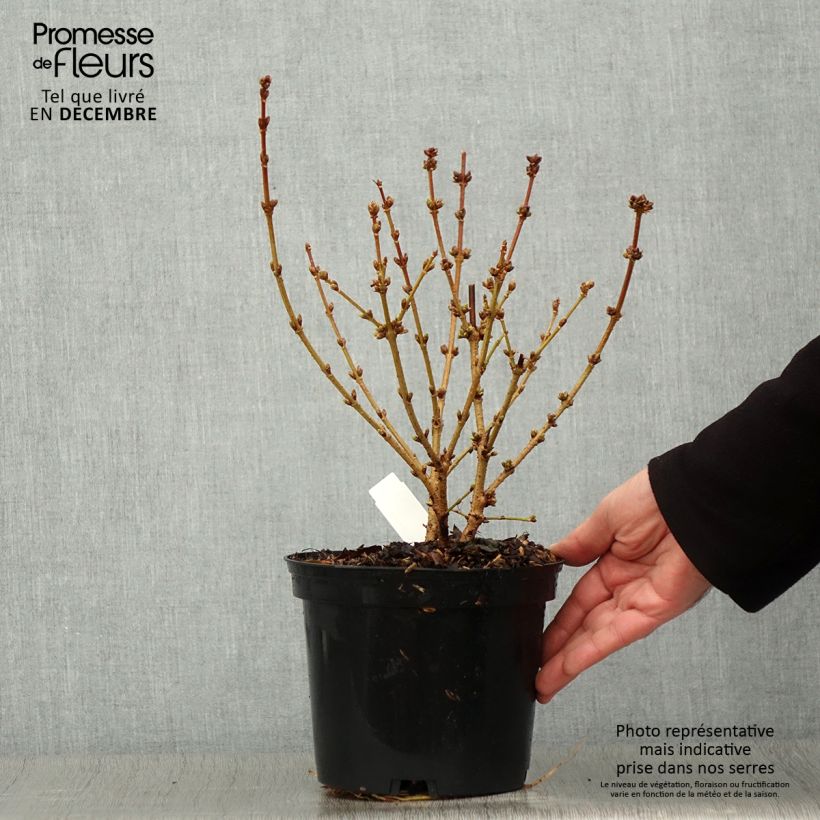 Spécimen de Forsythia intermedia Golden Times - Mimosa de Paris Pot de 3L/4L tel que livré en automne