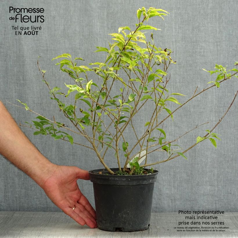 Spécimen de Forsythia intermedia Golden Times - Mimosa de Paris tel que livré en été