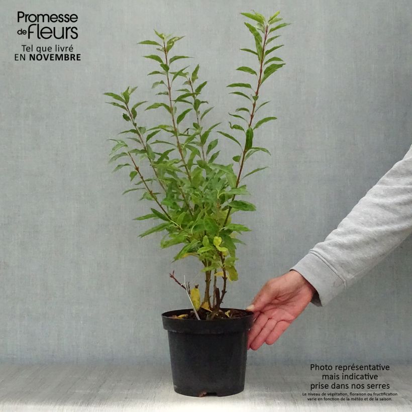 Spécimen de Forsythia (x) intermedia Minigold - Mimosa de Paris tel que livré en automne
