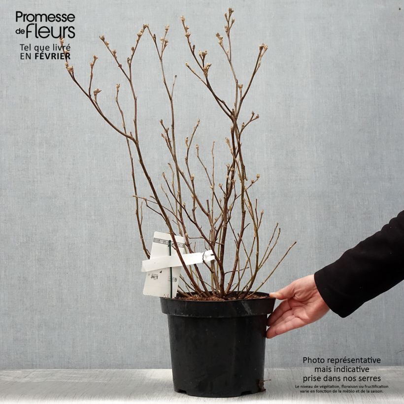 Spécimen de Fothergilla major - Grand Fothergilla en pot de 7,5L/10L tel que livré en hiver