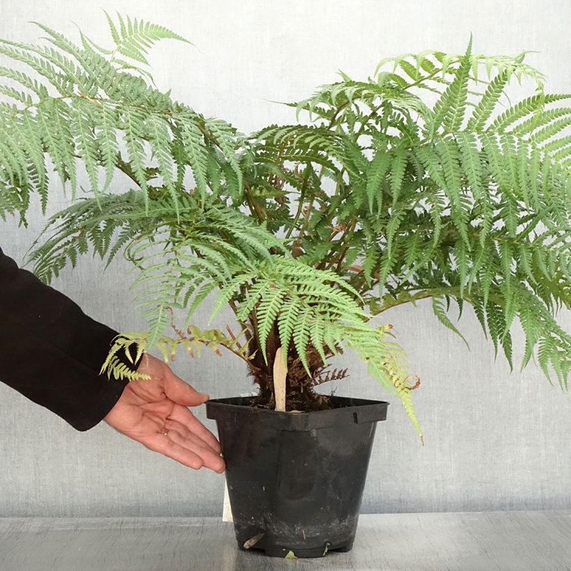 Spécimen de Fougère arborescente - Dicksonia fibrosa tel que livré en automne