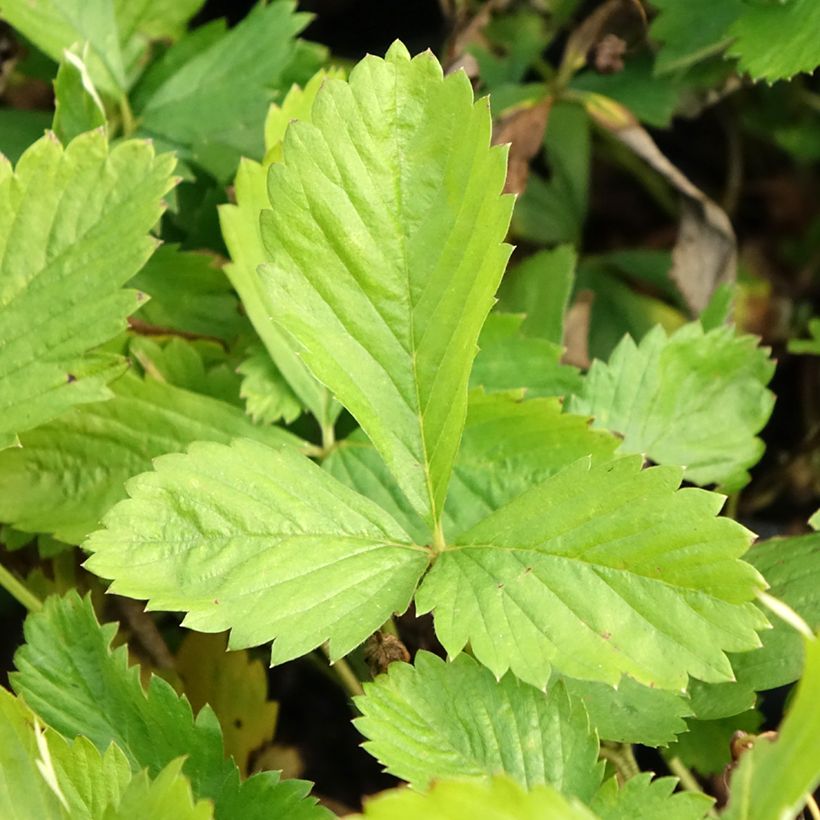 Fragaria alpinum Yellow Wonder - Fraisier des Alpes (Feuillage)