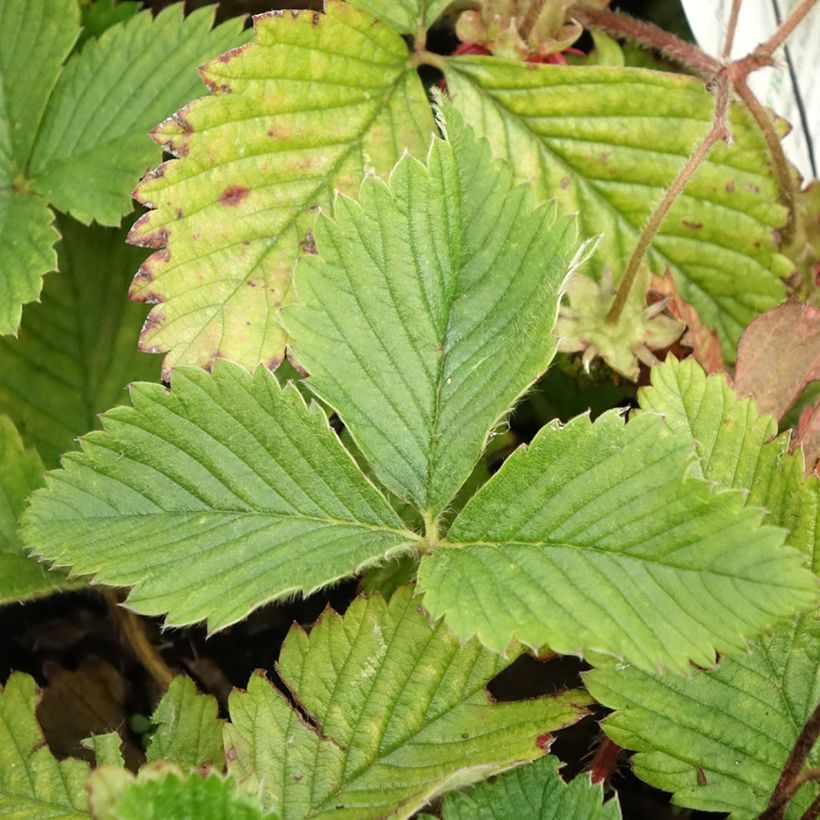 Fraisier Capron - Fragaria moschata (Feuillage)