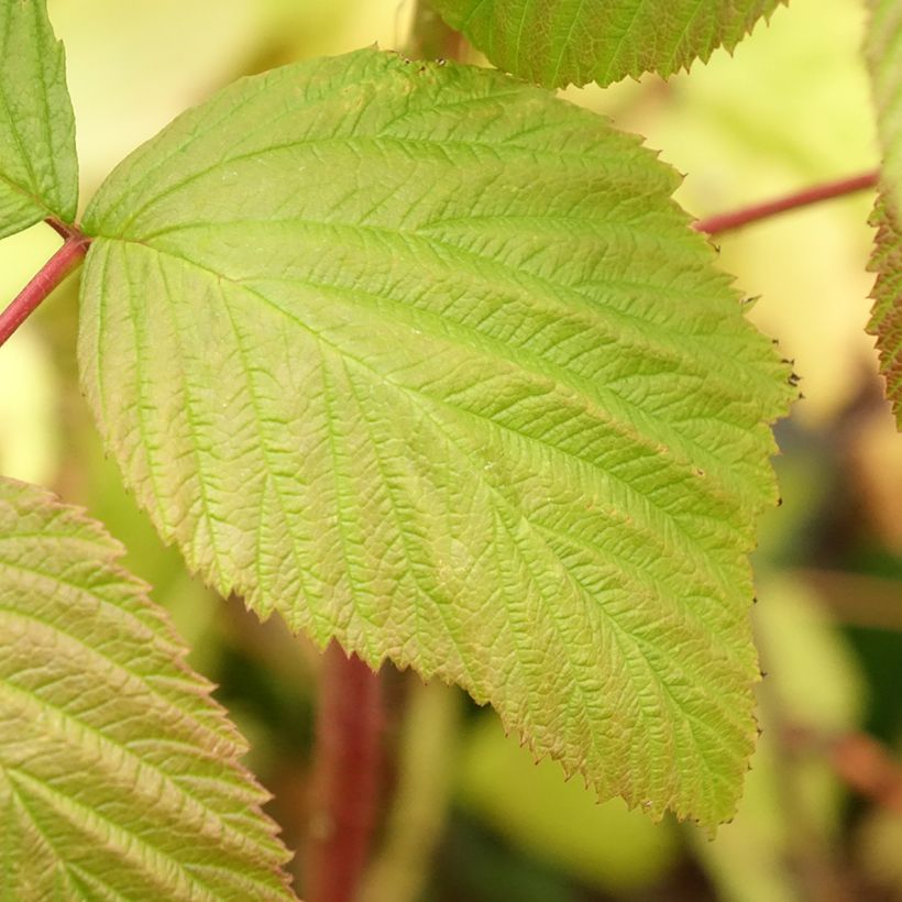 Framboisier remontant Blissy ou Autumn Bliss - Rubus ideaus (Feuillage)