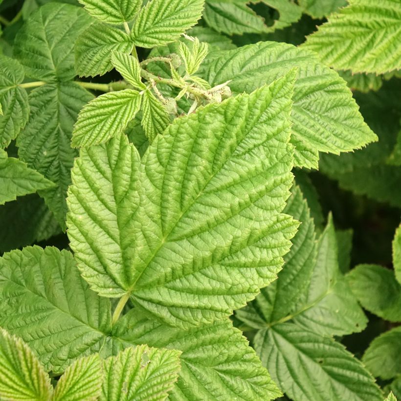 Framboisier Primeberry Autumn Fleshy - Rubus idaeus (Feuillage)