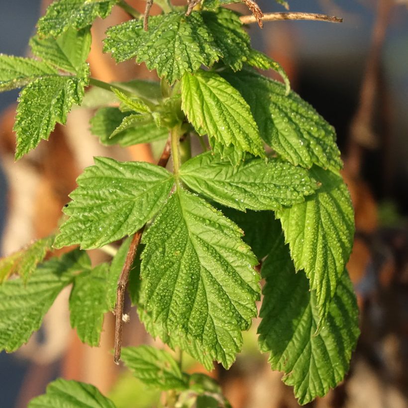 Framboisier Primeberry Autumn Happy - Rubus idaeus  (Feuillage)