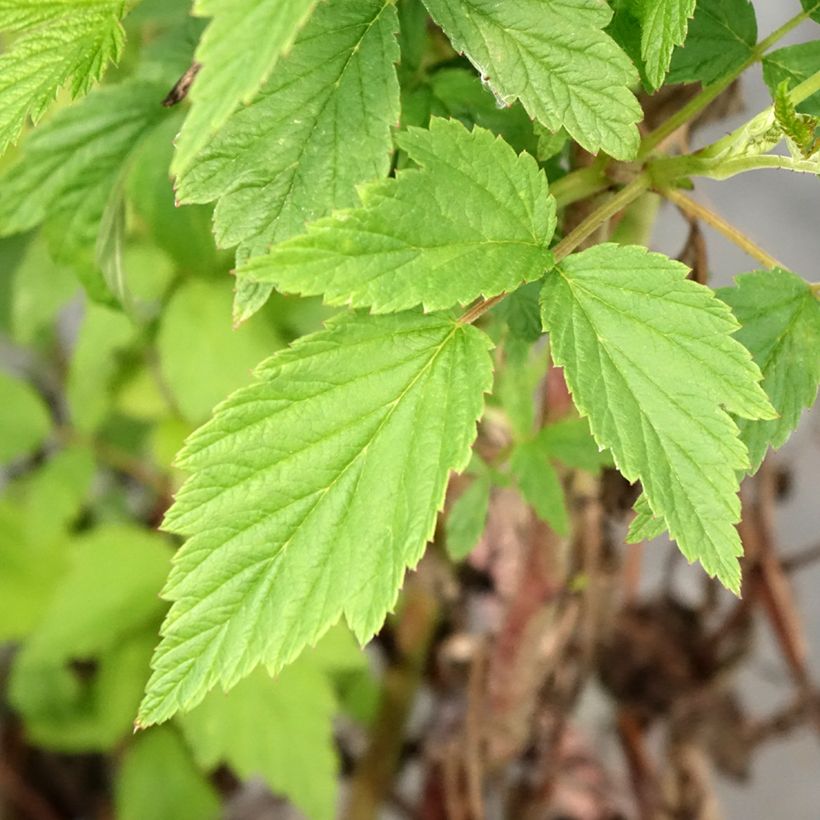 Framboisier Primeberry Autumn Wildy - Rubus idaeus  (Feuillage)