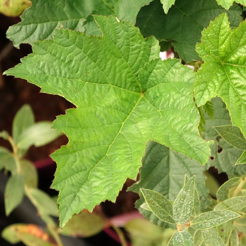 Framboisier Raspbeary (remontant) - Rubus idaeus (Feuillage)