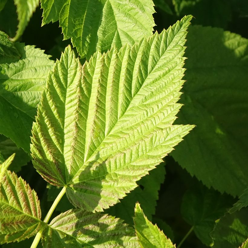 Framboisier Primeberry Autumn Chef - Rubus idaeus  (Feuillage)