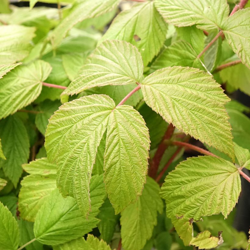 Framboisier remontant Sanibelle - Rubus idaeus (Feuillage)