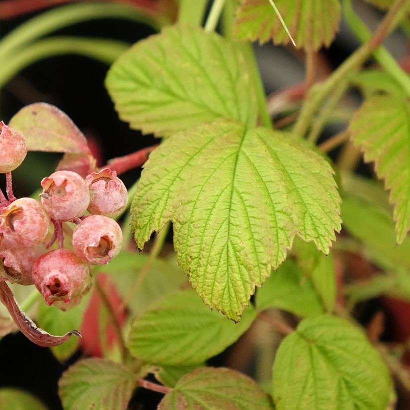 Framboisier remontant Scepter - Rubus idaeus (Feuillage)