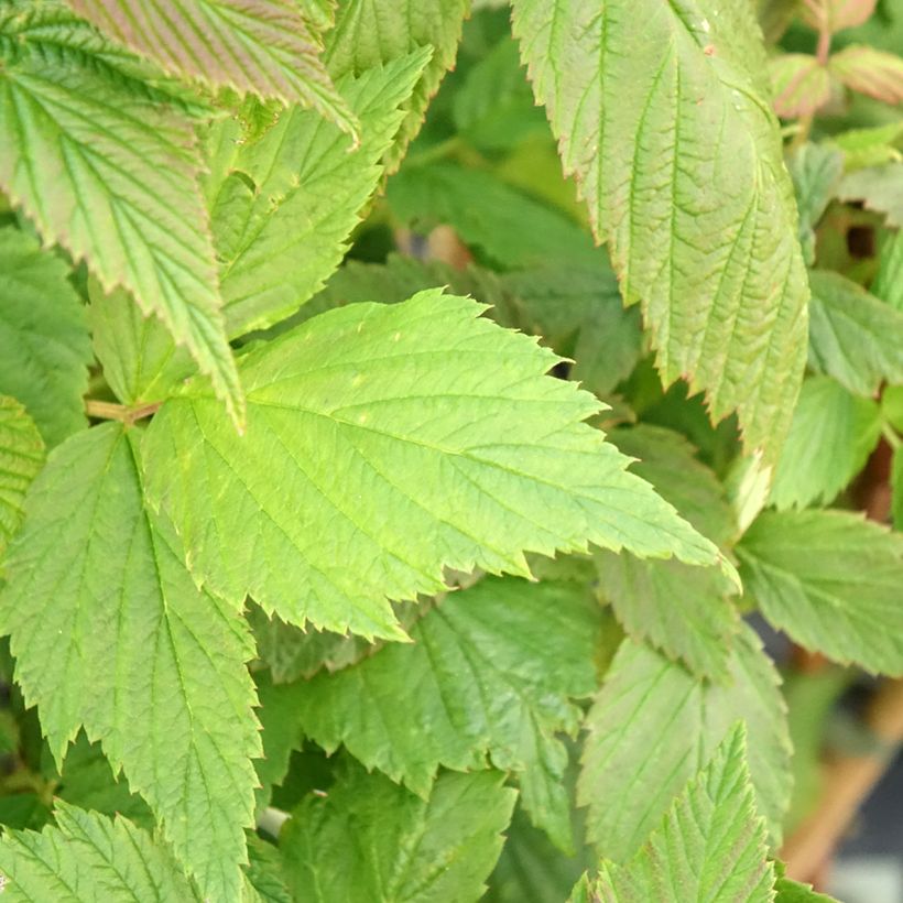 Framboisier remontant Malling Passion - Rubus idaeus (remontant) (Feuillage)