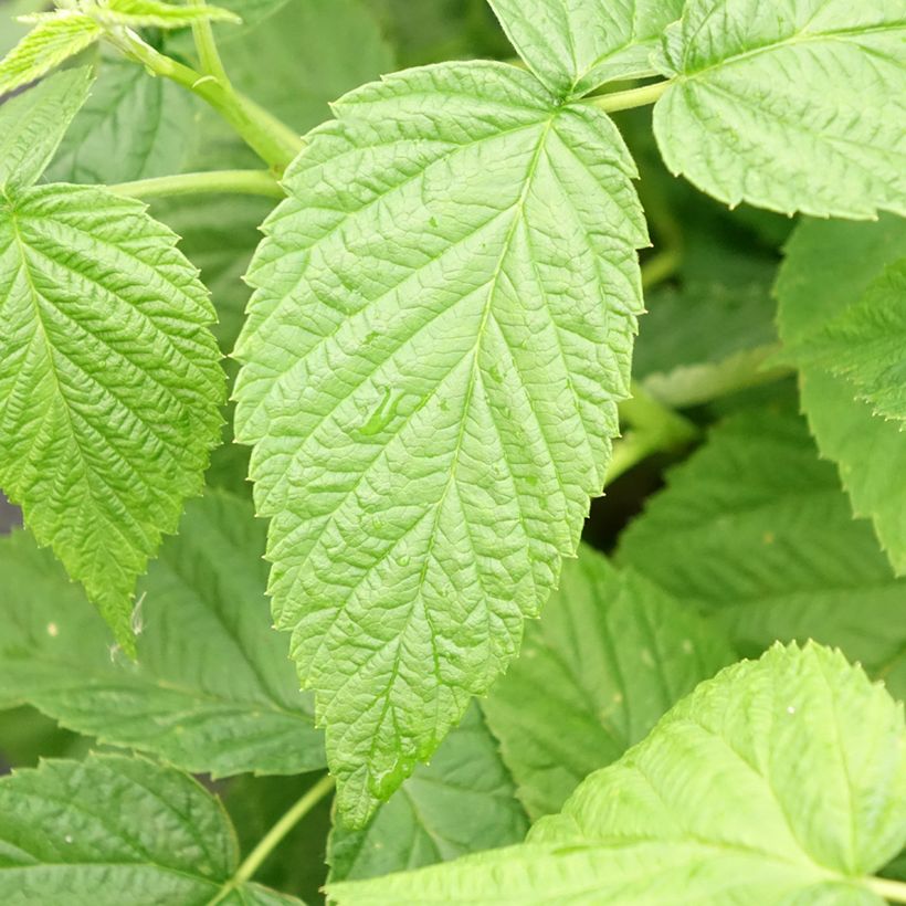 Framboisier Schlaraffia Golddigger - Rubus idaeus (Feuillage)