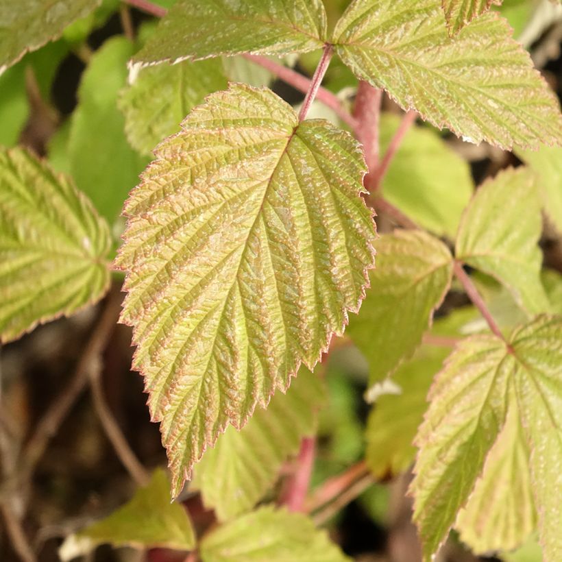 Framboisier Twotimer Allyouneed - Rubus idaeus (remontant) (Feuillage)