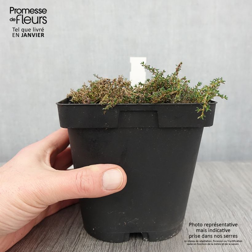 Spécimen de Frankenia laevis - Bruyère marine Pot de 2/3 L tel que livré en hiver