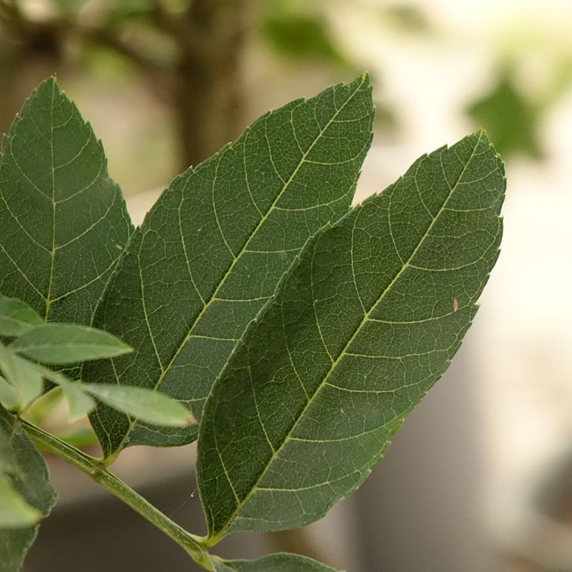 Frêne nain - Fraxinus excelsior Abiona (Feuillage)