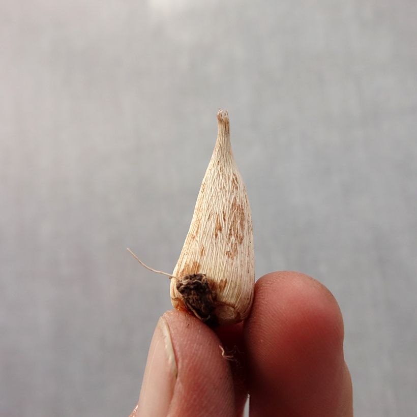 Spécimen de Freesia double blanc - Muguet du Cap tel que livré au printemps