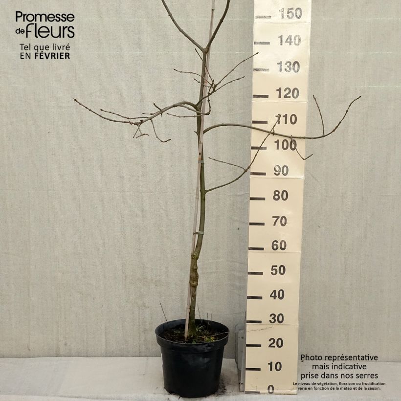 Spécimen de Frêne panaché - Fraxinus angustifolia Variegata. Pot de 12L/15L tel que livré en hiver