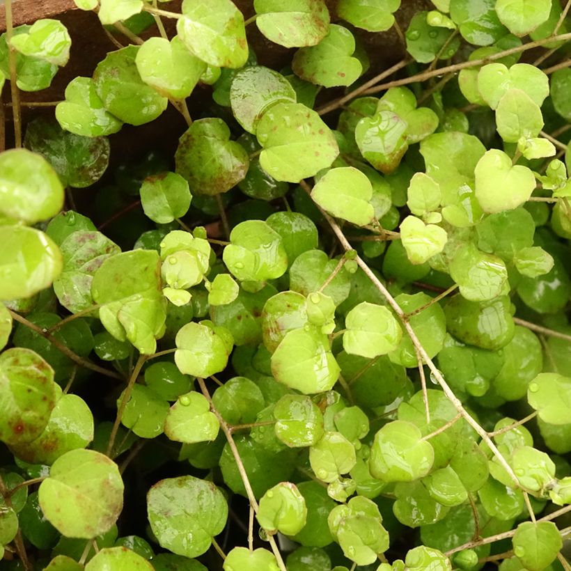 Fuchsia procumbens (Feuillage)