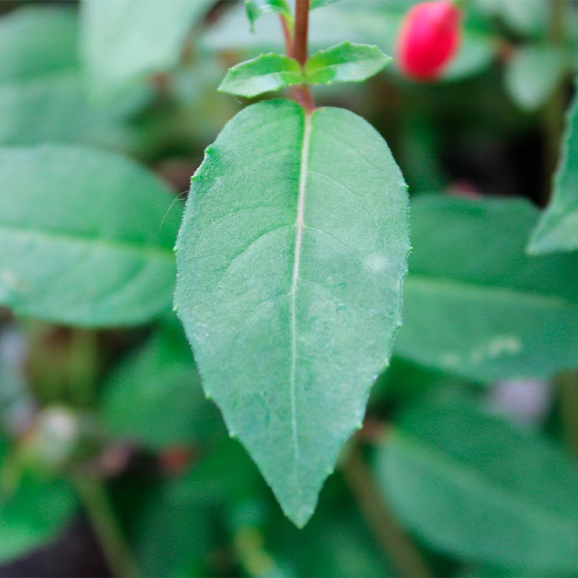 Fuchsia rustique Lady Thumb (Feuillage)