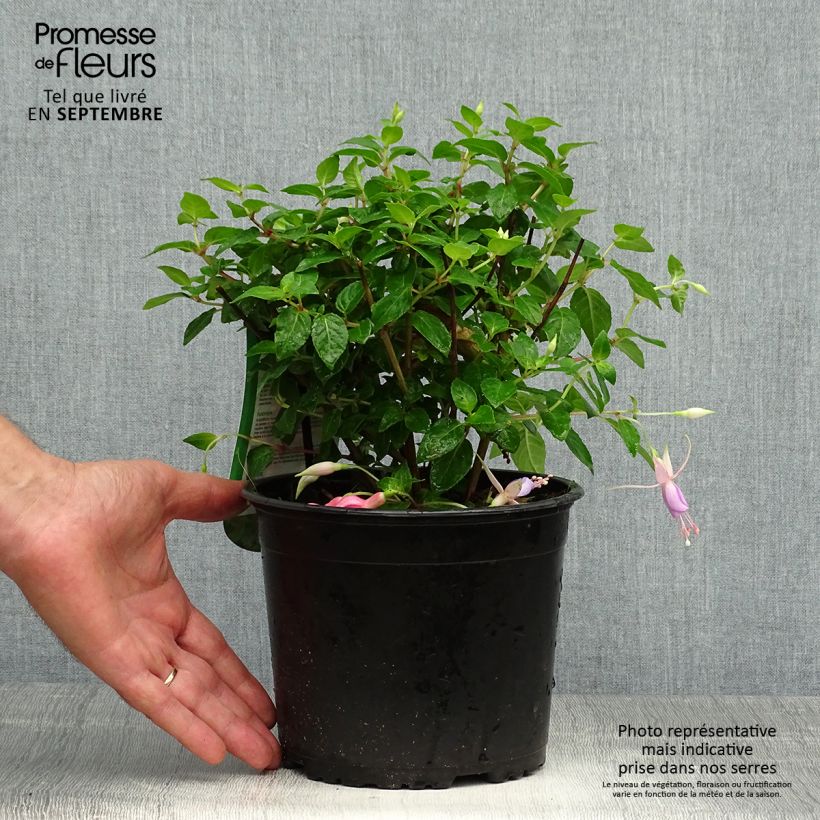 Spécimen de Fuchsia rustique Margaret Pot de 2L/3L tel que livré en automne