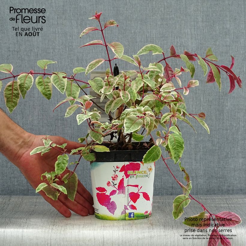 Spécimen de Fuchsia rustique Tom West tel que livré en été