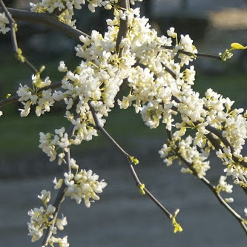 Cercis canadensis Vanilla Twist - Gainier du Canada pleureur blanc (Floraison)