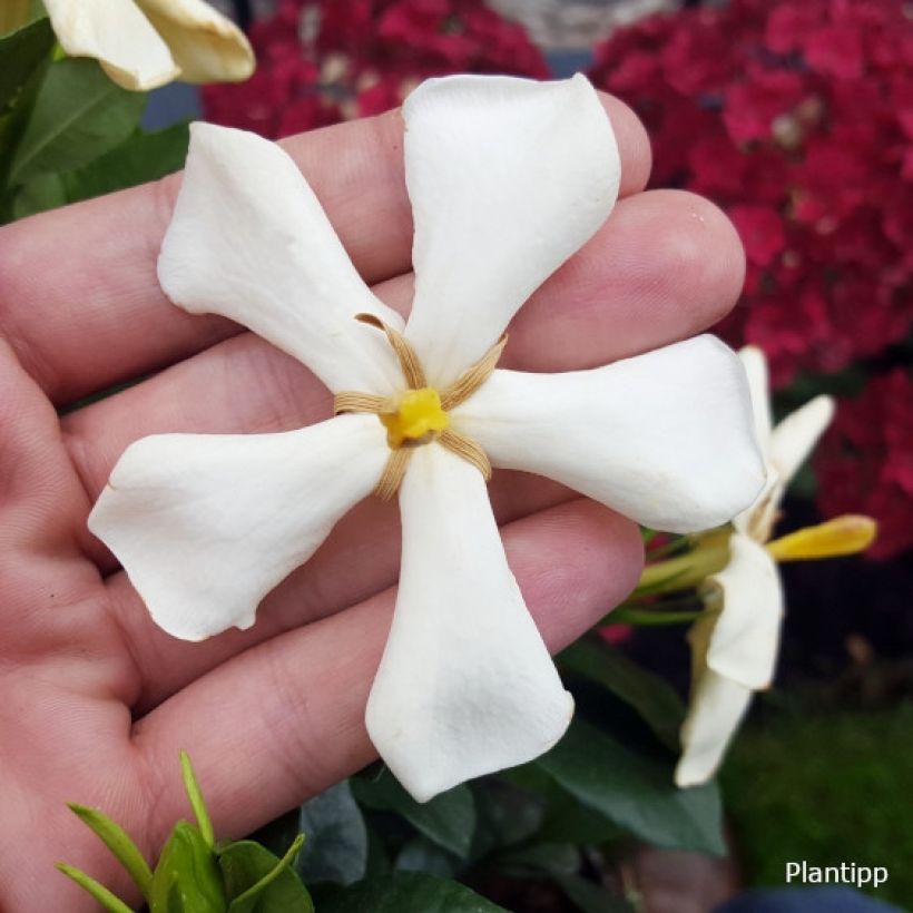 Gardénia rustique Pinwheel (Floraison)