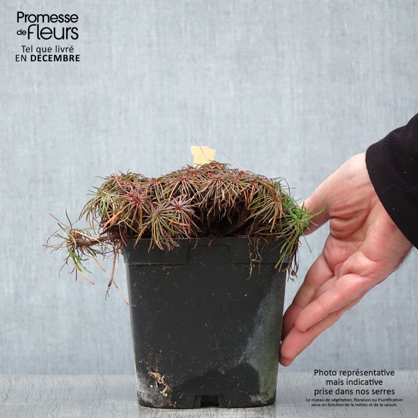 Spécimen de Gazon d'Espagne - Armeria maritima Splendens Pot de 2/3 L tel que livré en automne