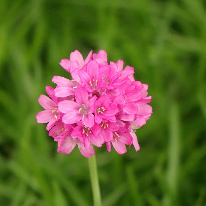 Gazon d'Espagne blanc, Armeria Maritima alba (Floraison)