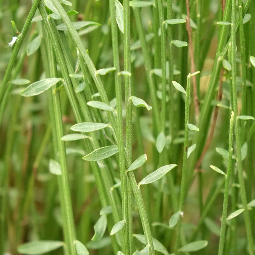 Genêt - Cytisus Hollandia (Feuillage)