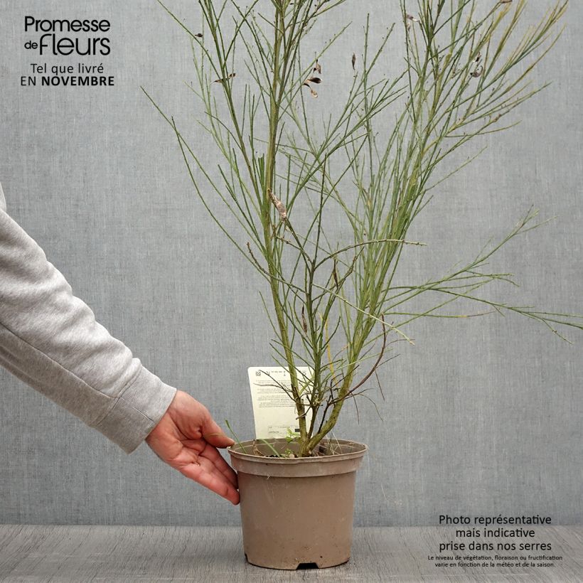 Spécimen de Genêt - Cytisus scoparius Palette Pot de 2L/3L tel que livré en automne