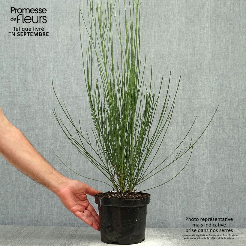 Spécimen de Genêt précoce - Cytisus praecox Albus Pot de 2L/3L tel que livré en automne