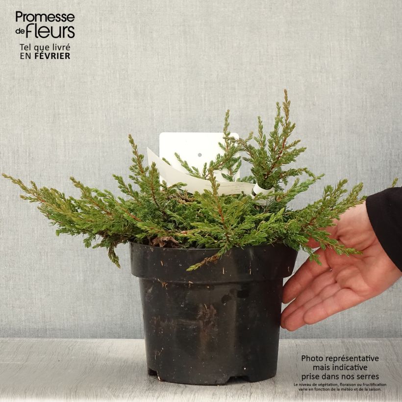 Spécimen de Genévrier commun - Juniperus communis Goldschatz en pot de 2L/3L tel que livré en hiver