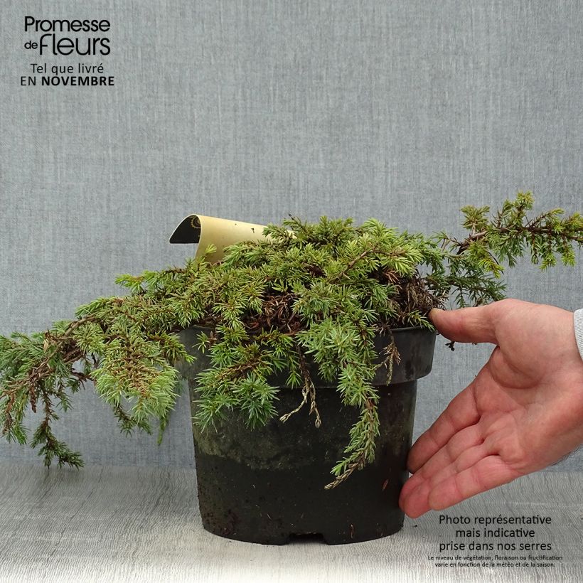 Spécimen de Genévrier commun - Juniperus communis Green Carpet en pot de 3L tel que livré en automne