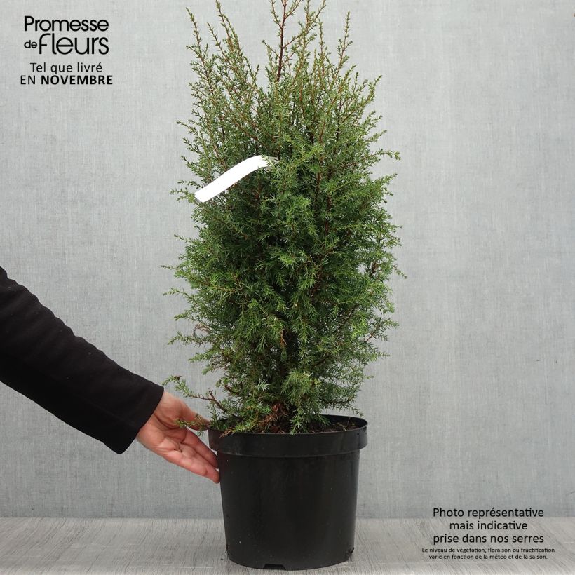 Spécimen de Genévrier commun - Juniperus communis Hibernica en pot de 7,5L/10L tel que livré en automne