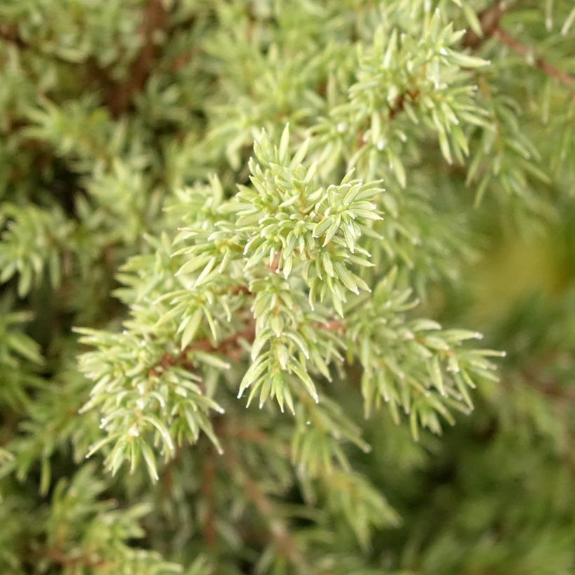 Genévrier commun - Juniperus communis Pyramidalis (Feuillage)