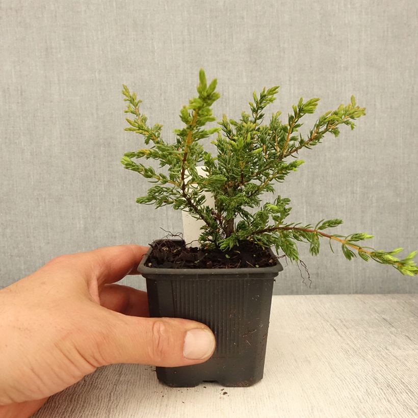 Spécimen de Genévrier commun - Juniperus communis Repanda tel que livré au printemps
