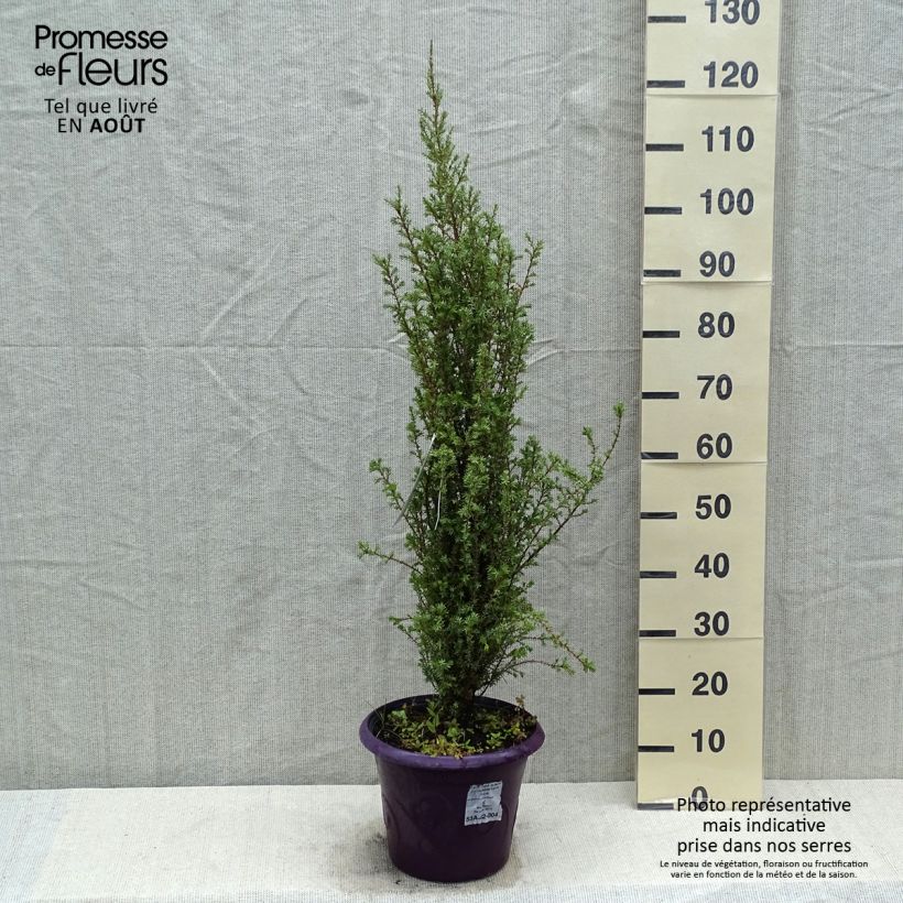 Spécimen de Genévrier commun - Juniperus communis Sentinel tel que livré en été